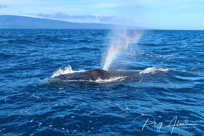 Private Paddleboard (SUP) Whale Watch: All Skill Levels Welcome - Hawaiian history adds context