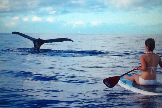 Private Paddleboard (SUP) Whale Watch: All Skill Levels Welcome - A lesson that works for first-time paddlers
