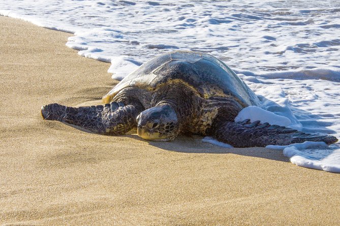 Private Shore Excursion: Best Highlights of Maui - Maui Ocean Center: a useful stop with an extra bill
