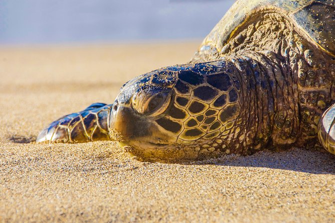Private Shore Excursion: Best Highlights of Maui - Iao Valley: the strongest 45 minutes
