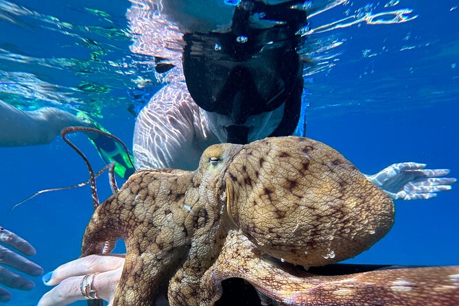 Private Snorkel Photos Included - Key points at a glance