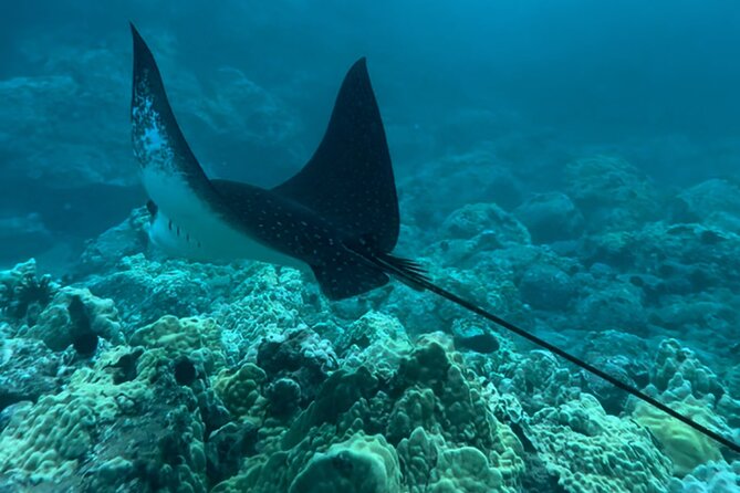 Private Snorkel Photos Included - Photos are more than a small extra