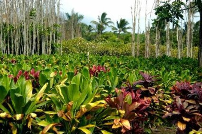 Private Tour of Maui, the Valley Isle - Key things to know before booking