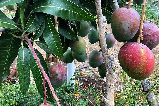 Regenerative Mango and Tropical Fruit Tour in West Maui - Views across the ocean and West Maui mountains