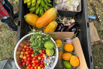 Regenerative Mango and Tropical Fruit Tour in West Maui