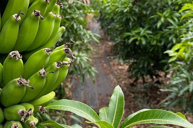 Regenerative Mango and Tropical Fruit Tour in West Maui - Practical details that can affect your visit