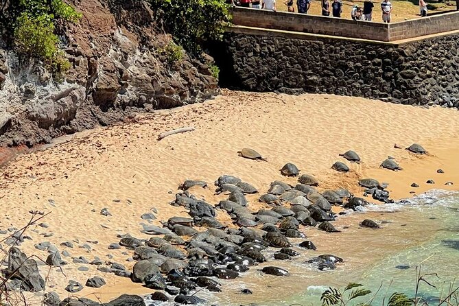 Road To Hana Black Sand Beach Waterfalls & Turtles Tour - Ho’okipa Beach and the turtle question