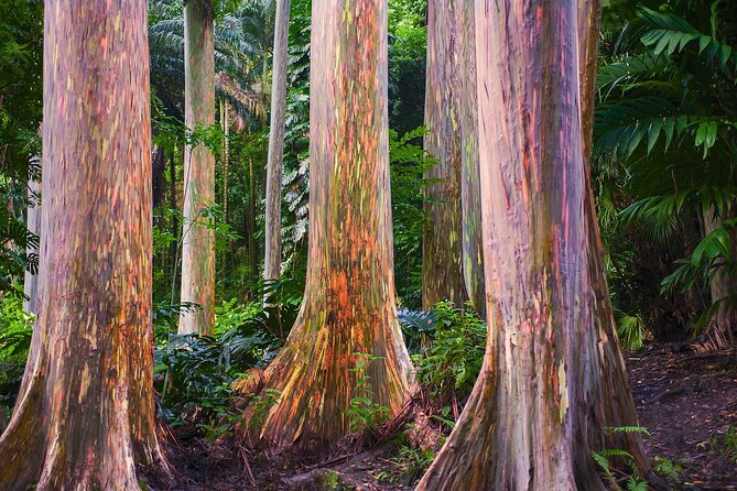 Road to Hana Full Day Tour with A Guide - Hana town and lunch on your own