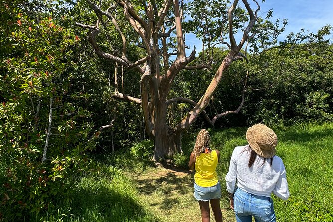 Road to Hana Maui Tours - Hotel pickup and the first miles east