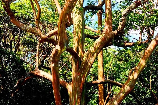Road to Hana Private Jungle Tour with Lahaina Side pick up - Kaeleku Caverns and the appeal of going underground