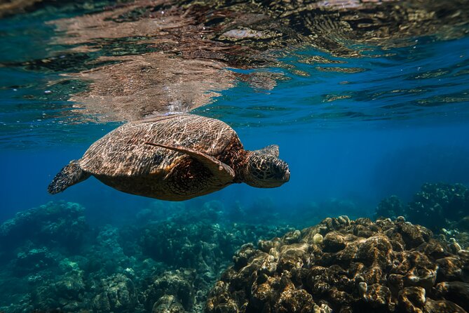 Scenic Coastal Adventure In 4x4 With Turtle Town Snorkel + Photos - Why the included photos matter