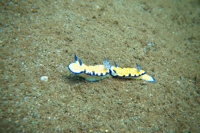 Scuba Diving in Maui with No Experience Needed - What the two-hour schedule really involves