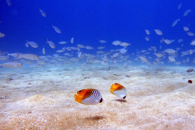 Scuba Diving in Maui with No Experience Needed - How instructors handle nerves and new skills