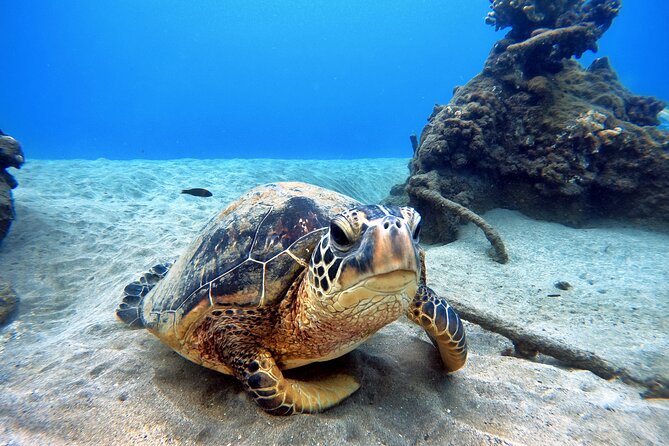 Scuba Diving in Maui with No Experience Needed - Who should book this Maui shore experience?