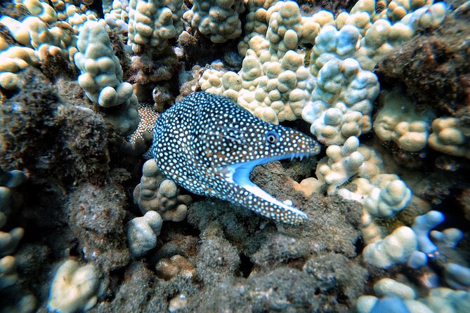 Scuba Diving in Maui with No Experience Needed - Plan the rest of your day around the underwater session