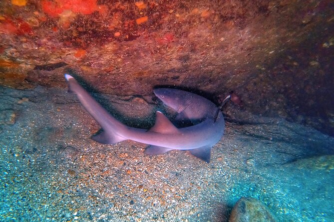 Scuba Diving in Maui with No Experience Needed - Should you book this first-time scuba experience?