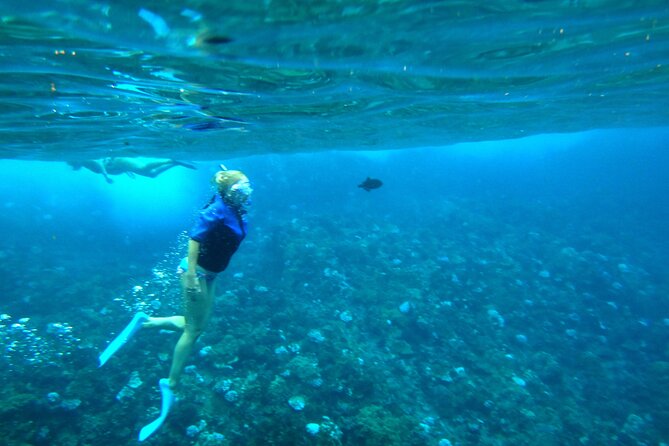 Small Group Coral Gardens Snorkel & Waterslide Adventure - Lunch, gear, and what to bring