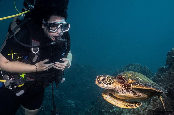 Small-Group Shark and Turtle Dive for Certified Divers - The small creatures that make a good guide valuable