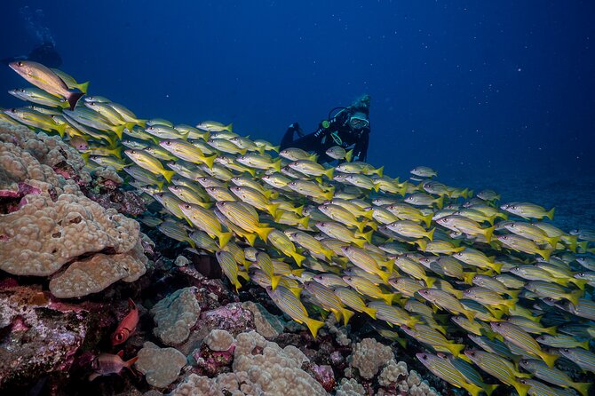 Small-Group Shark and Turtle Dive for Certified Divers - Equipment, tank time, and comfort