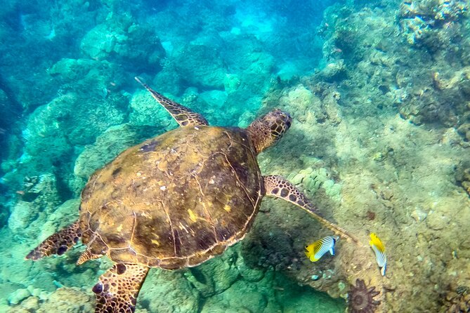 Snorkeling for Non-Swimmers with Photos Guided Tour Wailea Beach - Riding the paddleboard to the viewing area