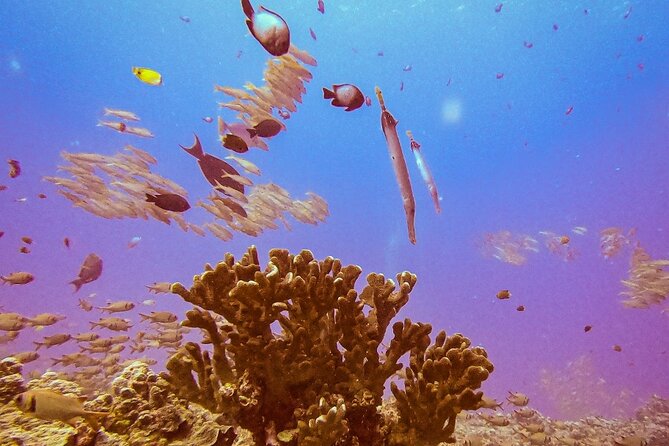 South Maui Discover Scuba Dive - The early start and flight rule deserve planning
