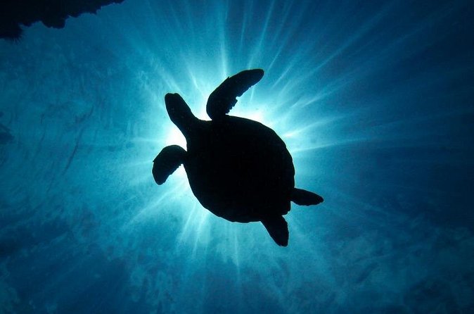 South Maui Discover Scuba Dive - Who should choose this Maui scuba session