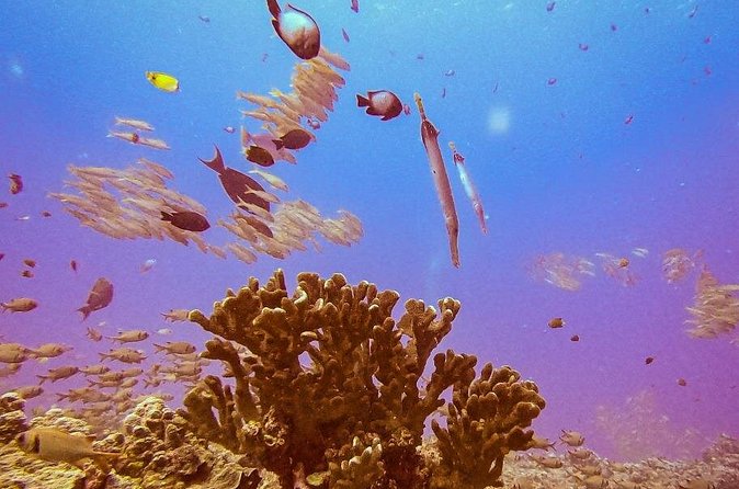 South Maui Discover Scuba Dive - Practical details before you book
