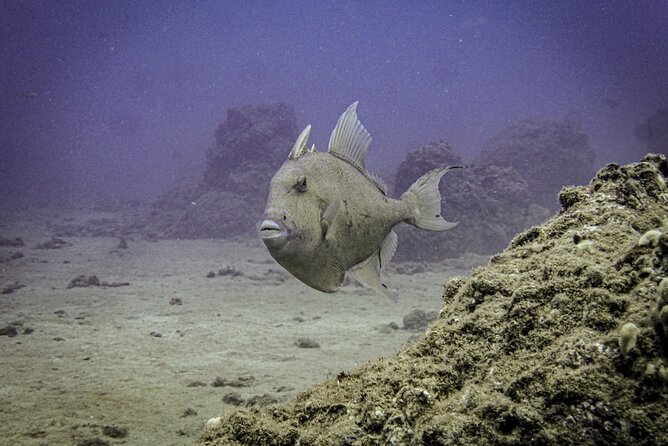 South Maui Discover Scuba Dive - Shallow-water practice keeps the nerves manageable