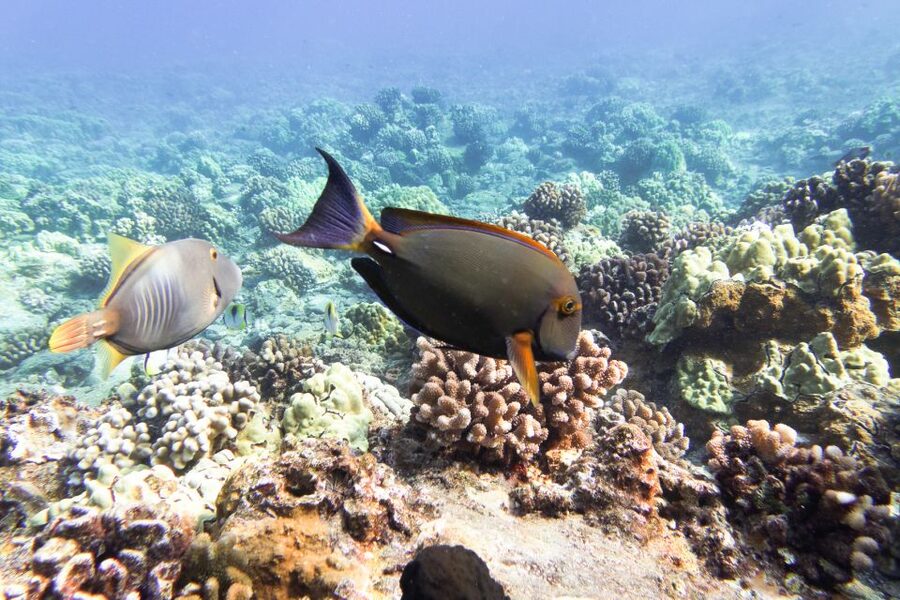 South Maui: Molokini Wild Eco Adventure from Maalaea Harbor - Who should book this Maui snorkel trip?