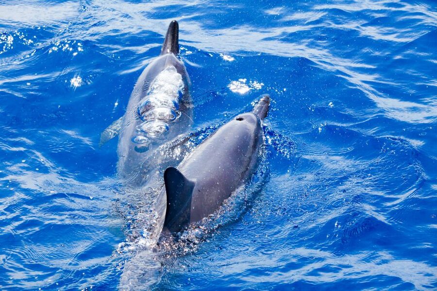 South Maui: Molokini Wild Eco Adventure from Maalaea Harbor - Molokini crater is the main event