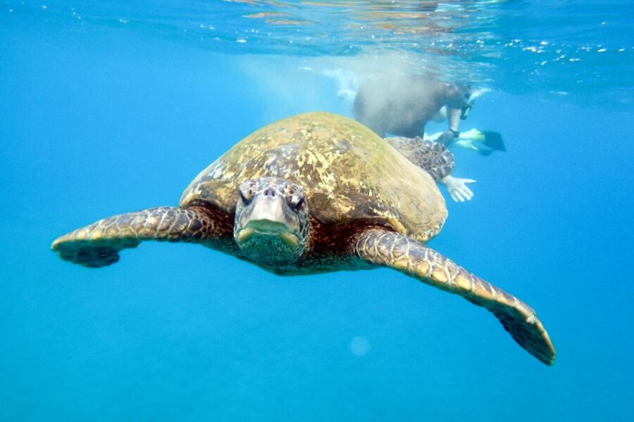 South Maui: Molokini Wild Eco Adventure from Maalaea Harbor - The second site depends on the sea