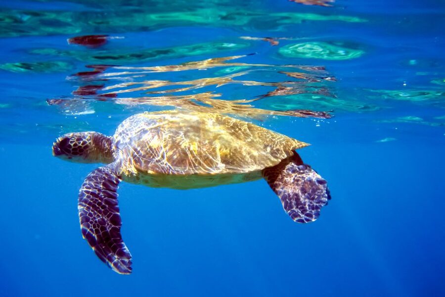 South Maui: Molokini Wild Eco Adventure from Maalaea Harbor - Practical details at Maalaea Harbor