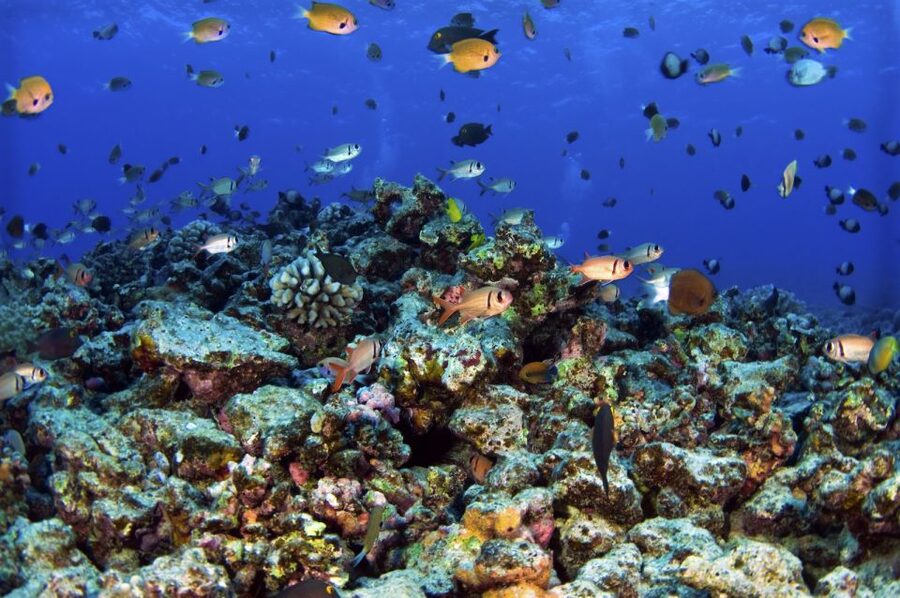 South Maui: Premium Turtle Town Kayak and Snorkel Tour - Who will enjoy this tour most