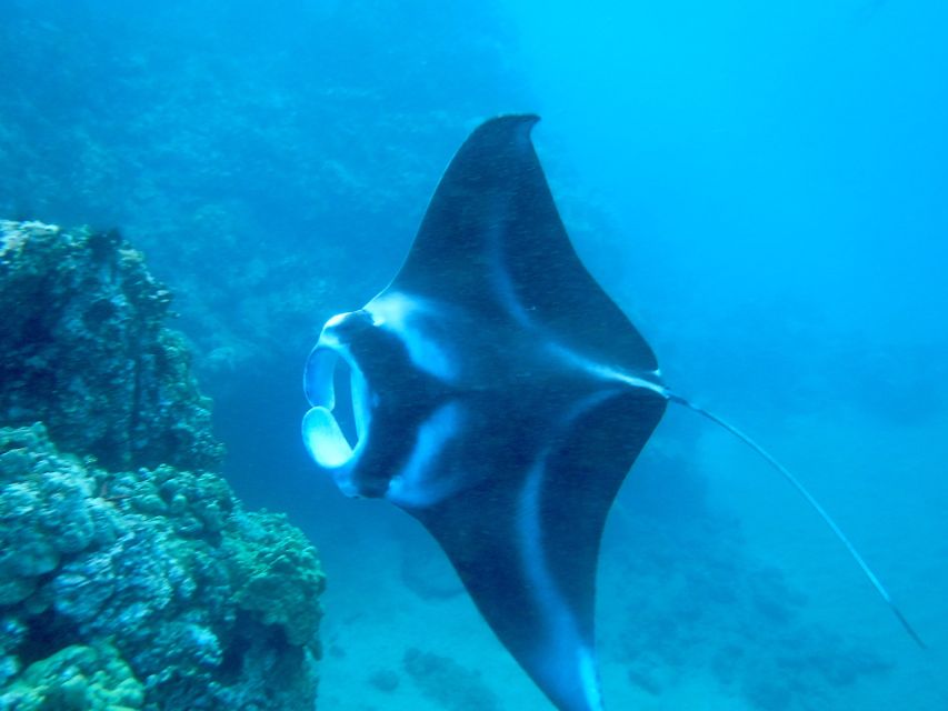 South Maui: Premium Turtle Town Kayak and Snorkel Tour - Finding South Pacific Kayaks at Makena Landing