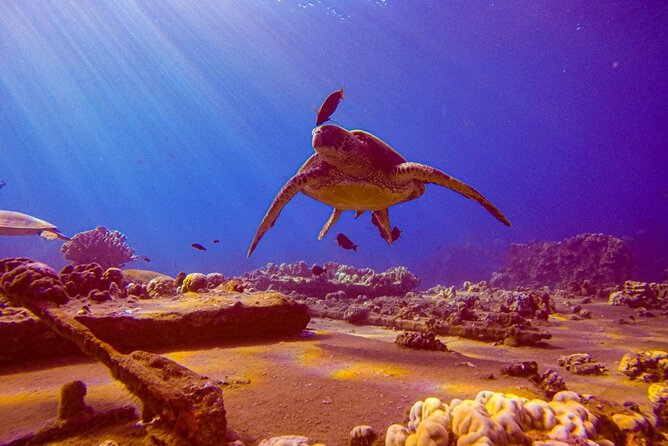 South Maui Shore Dive - Key points at a glance