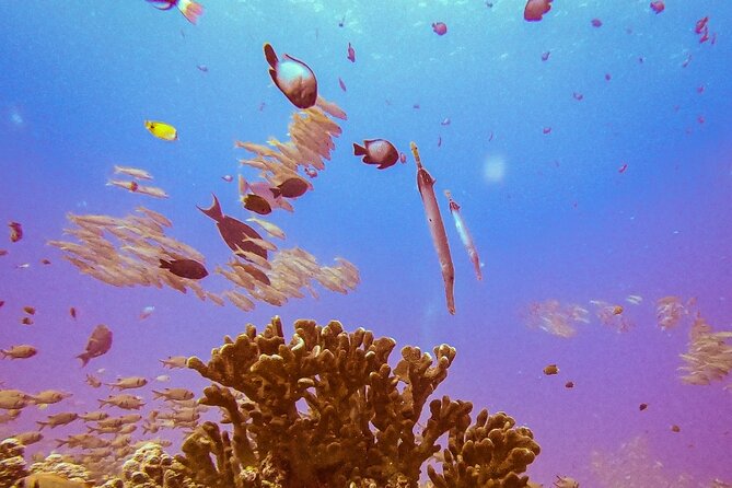 South Maui Shore Dive - A close look at South Maui underwater