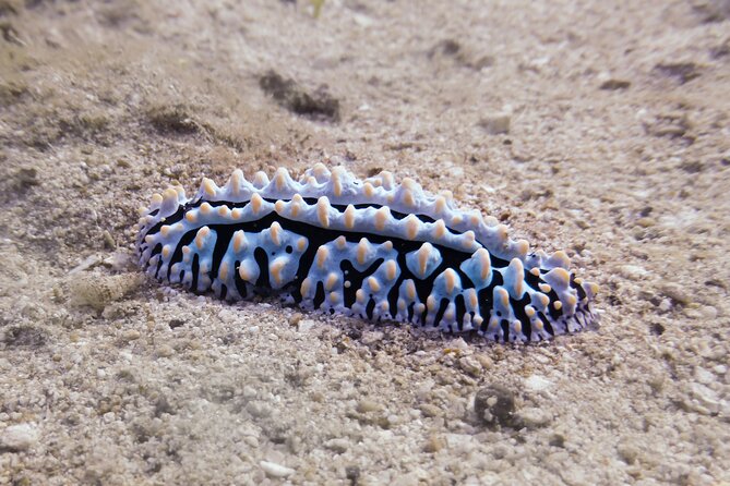 South Maui Shore Dive - What is included for $155