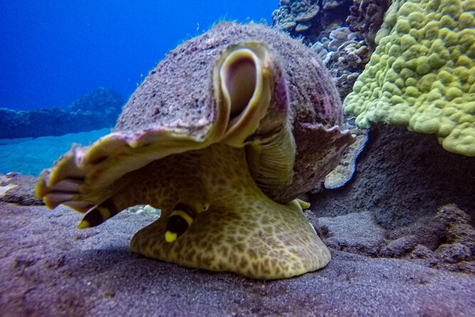 South Maui Shore Dive - Getting there and planning the morning