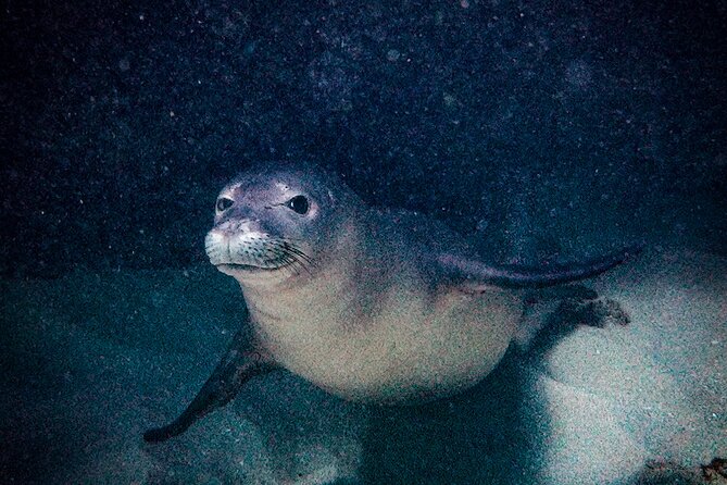 South Maui Shore Dive - How the water conditions may feel