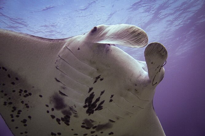 South Maui Shore Dive - Who will get the most from this outing