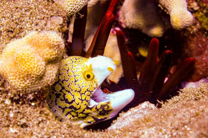 South Maui Shore Dive - Why the four-person limit matters