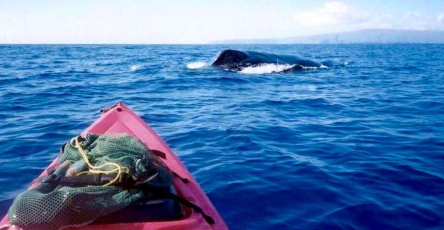 South Maui: Whale Watch Kayaking and Snorkel Tour in Kihei - Starting at Makena Landing Park