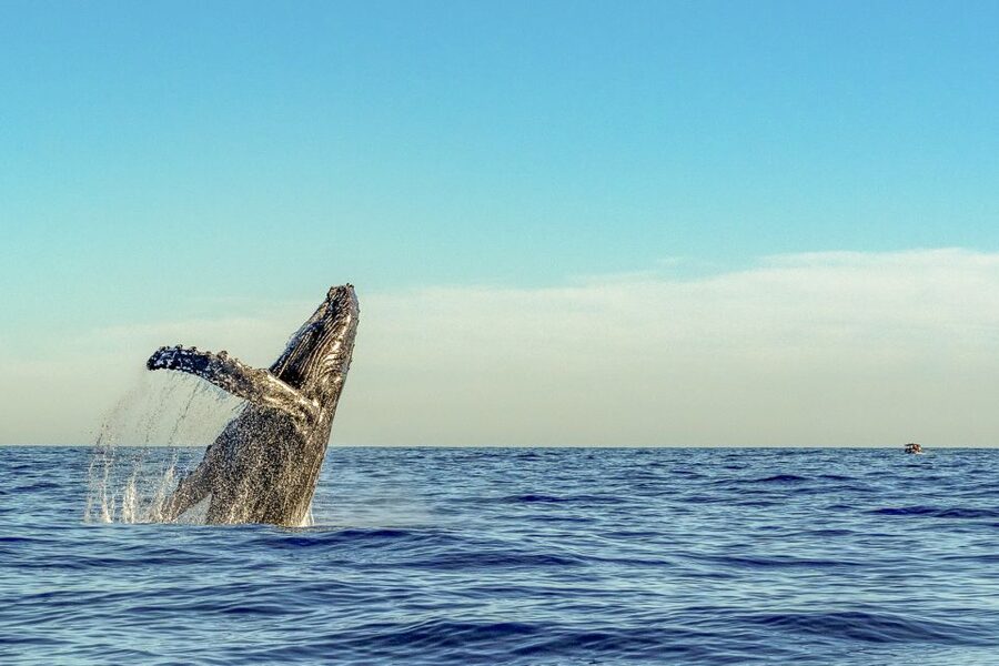 South Maui: Whale Watch Kayaking and Snorkel Tour in Kihei - FAQ