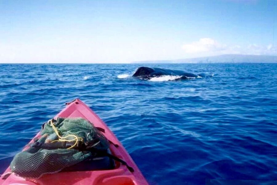 South Maui: Whale Watch Kayaking and Snorkel Tour in Kihei - Learning the kayak before heading out