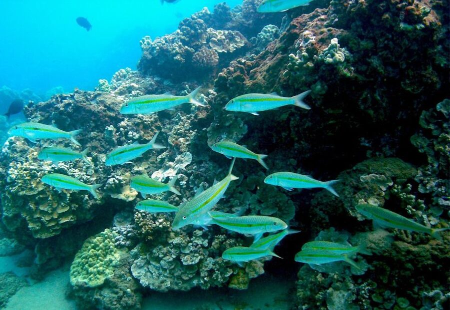South Maui: Whale Watch Kayaking and Snorkel Tour in Kihei - What the guides add to the morning