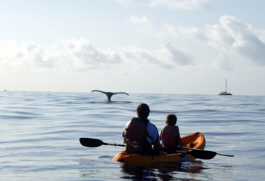 South Maui: Whale Watch Kayaking and Snorkel Tour in Kihei - How much value do you get for $118?