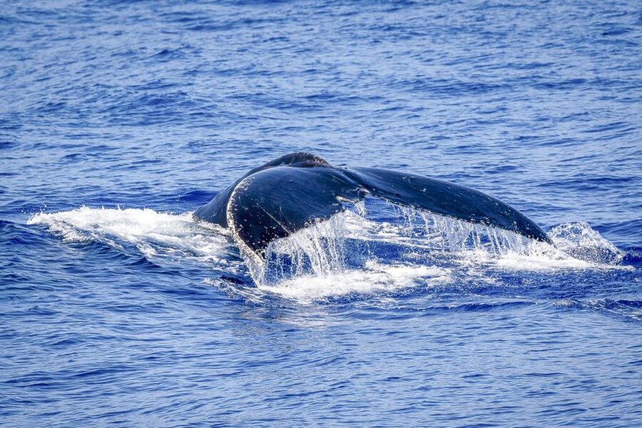 South Maui: Whale Watch Kayaking and Snorkel Tour in Kihei - Who will enjoy this tour most?