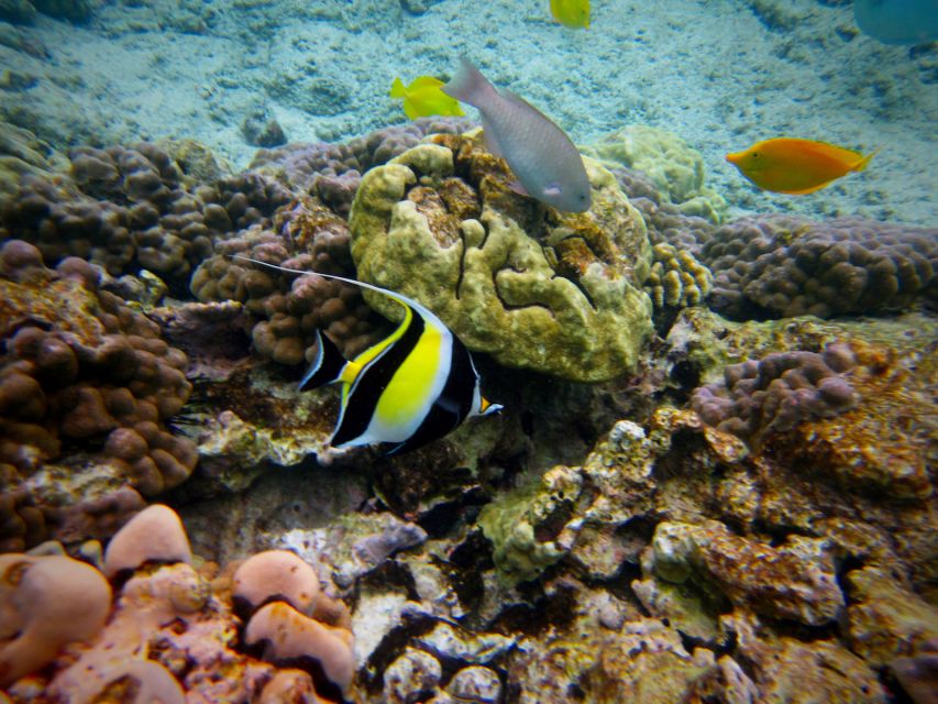 South Maui: Whale Watch Kayaking and Snorkel Tour in Kihei - Should you book the Makena kayak and snorkel tour?