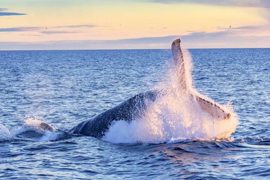 South Maui: Whale Watch Kayaking and Snorkel Tour in Kihei - Searching for humpback whales from water level
