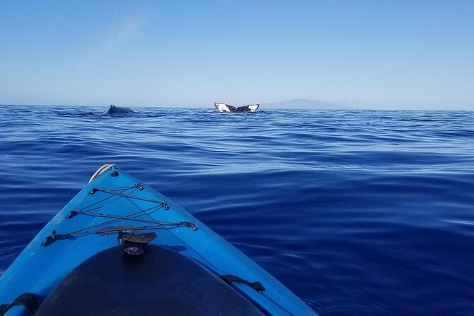South Shore Turtle Kayak and Snorkel Experience - Snorkeling among turtles and reef fish
